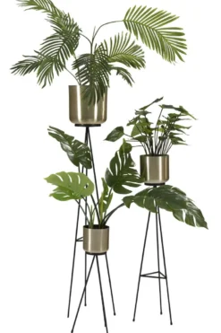 Anthurium plante