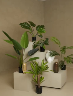 Anthurium plante
