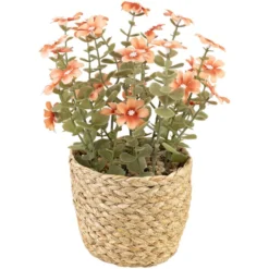 Blomster i potte Sweeet