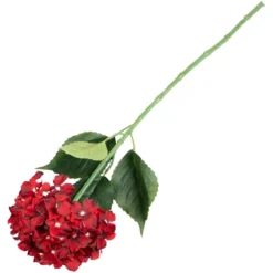 Hortensia burgunder