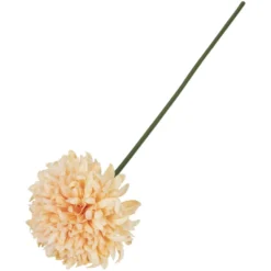 Krysantemum blomst