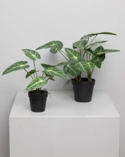 Plante grønn Angel 27cm